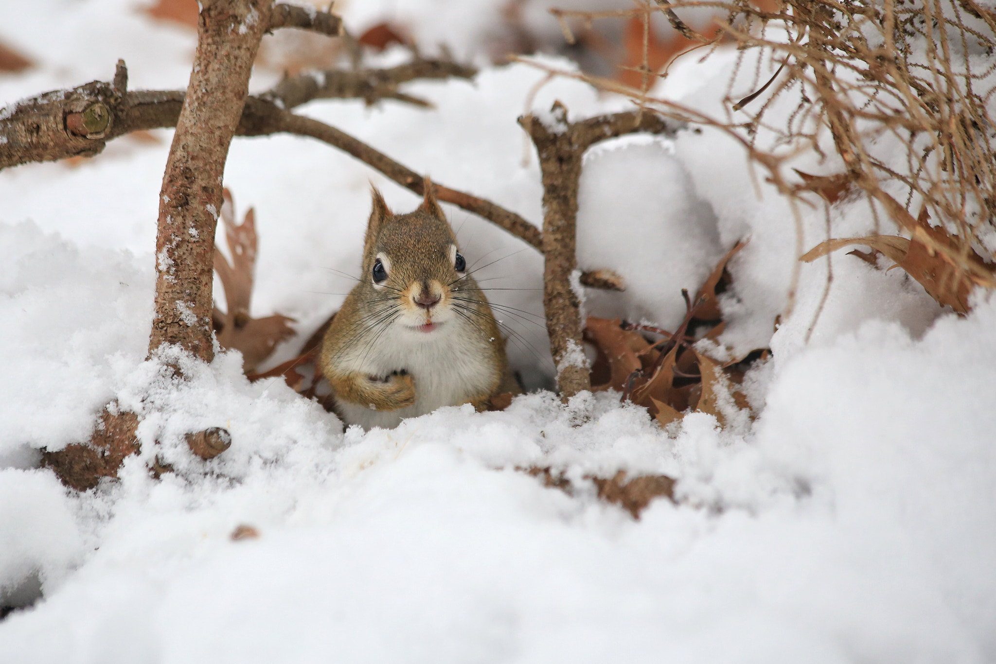 Canon EF 70-300mm F4-5.6 IS USM sample photo