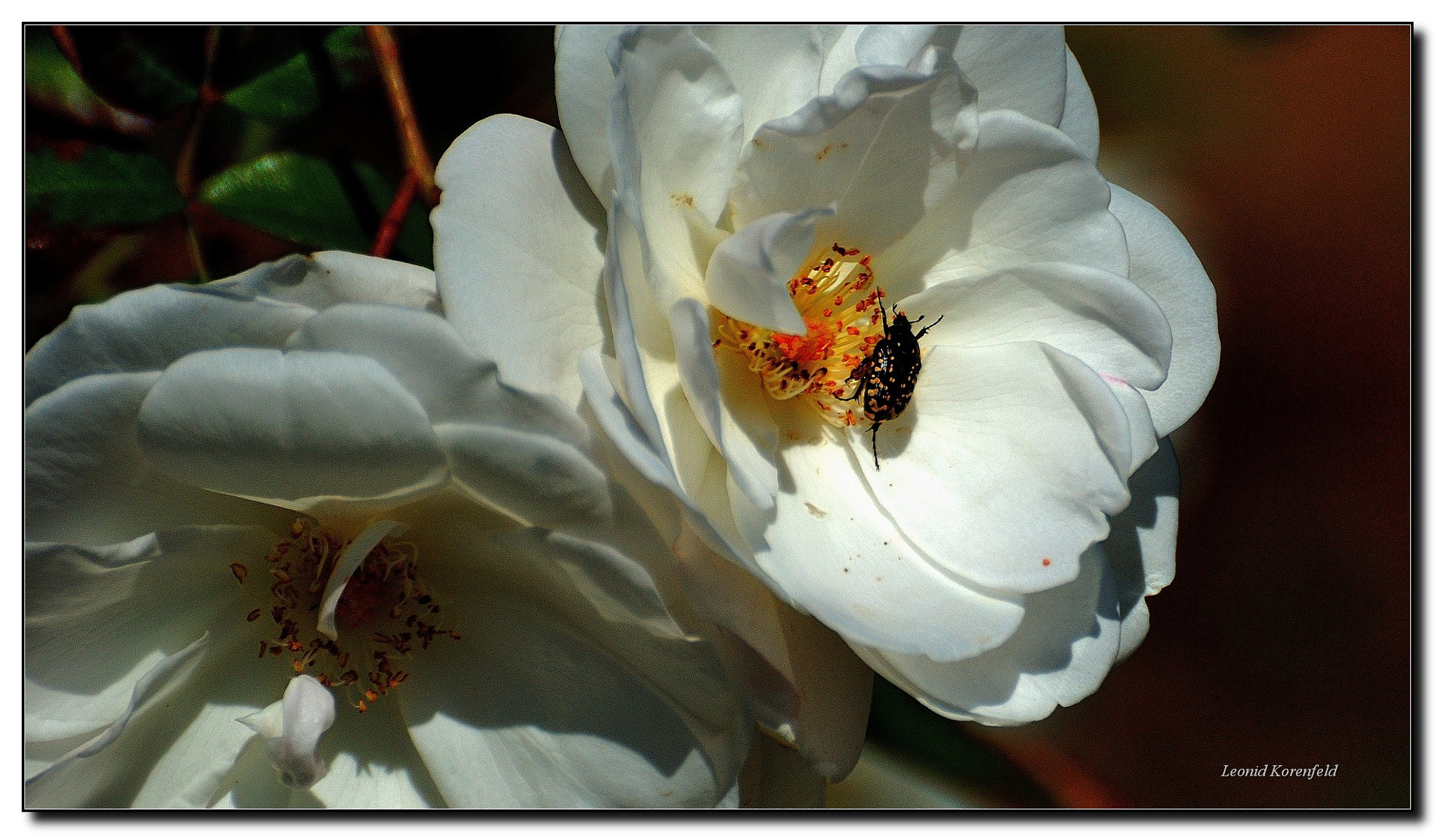 Nikon D80 sample photo. Tn photography