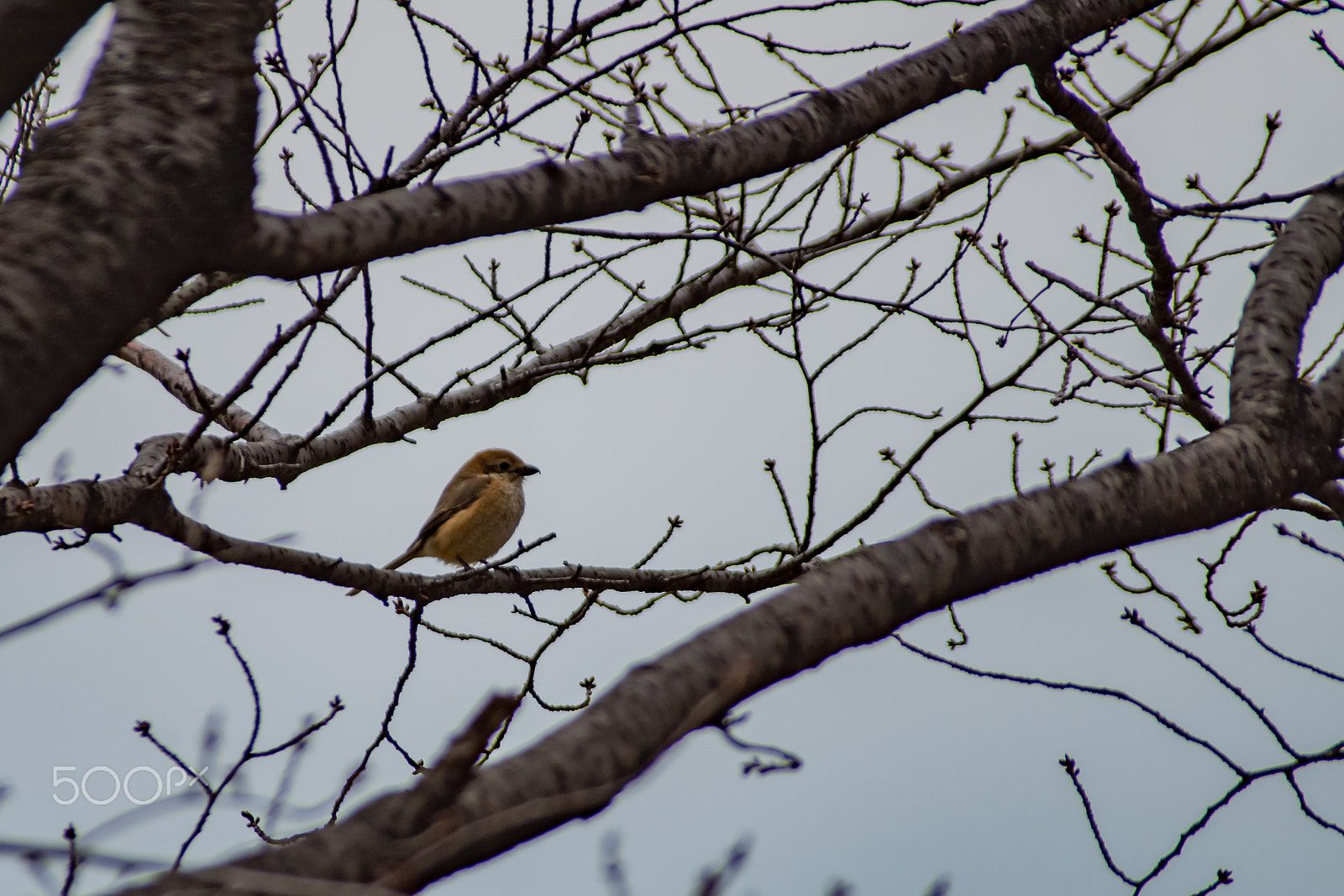 Pentax K-S2 + Sigma sample photo. Bull-headed shrike photography