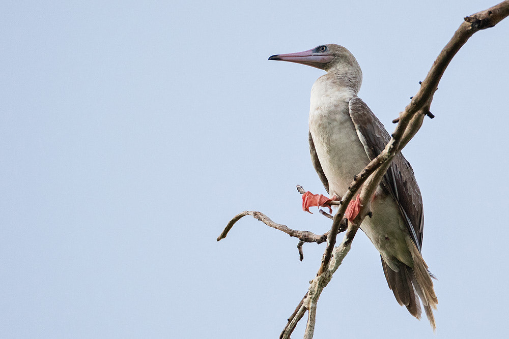 Canon EF 500mm F4L IS USM sample photo. Red-footed booby photography