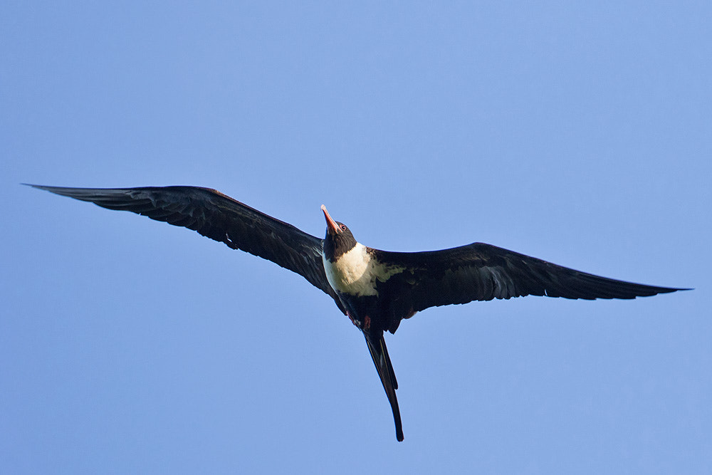 Canon EF 500mm F4L IS USM sample photo. 7d2_0045-2.jpg photography