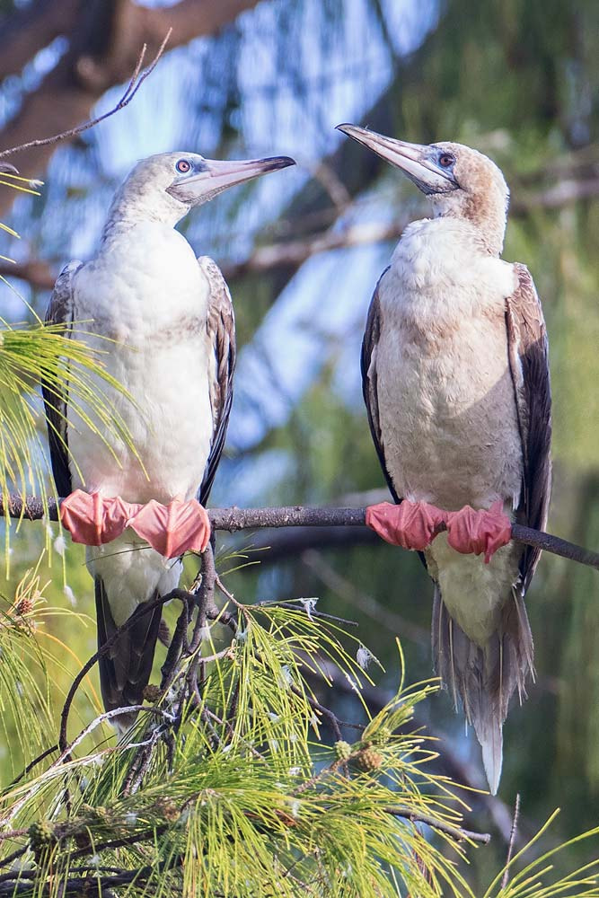 Canon EOS 7D Mark II sample photo. Red-footed booby photography