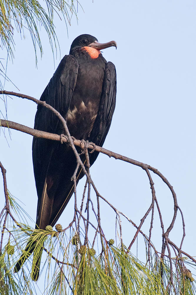 Canon EF 500mm F4L IS USM sample photo. D photography