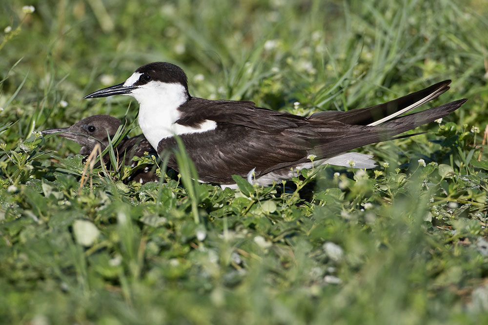 Canon EOS 7D Mark II + Canon EF 500mm F4L IS USM sample photo. Sooty tern photography
