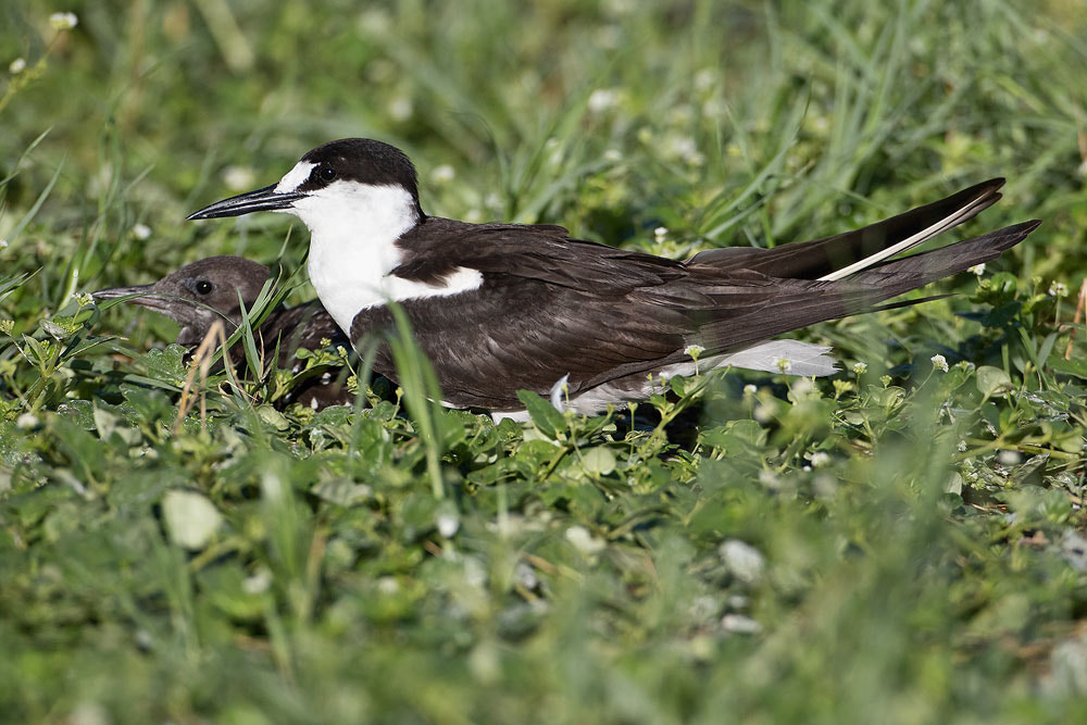 Canon EF 500mm F4L IS USM sample photo. Sooty tern photography