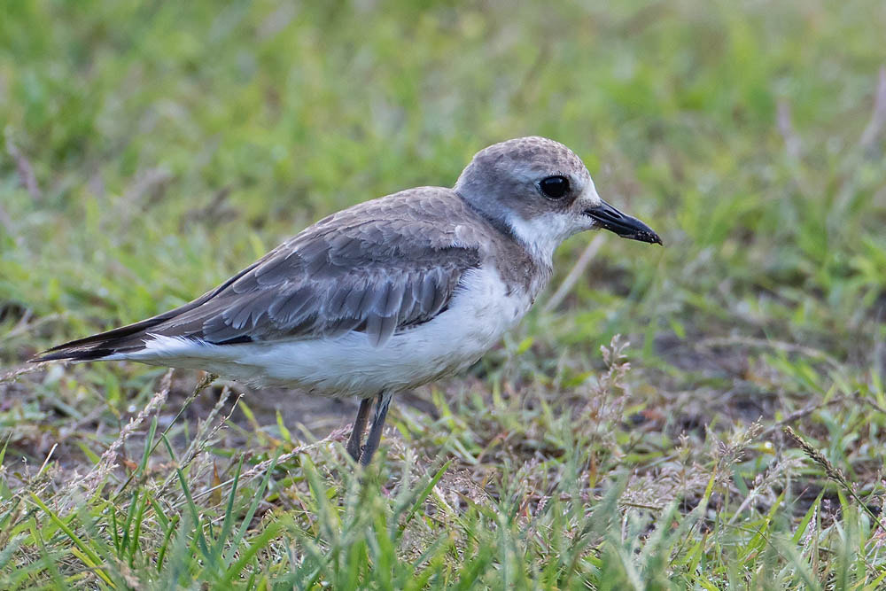 Canon EOS 7D Mark II + Canon EF 500mm F4L IS USM sample photo. Lesser sandplover photography