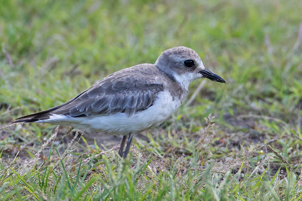 Canon EF 500mm F4L IS USM sample photo. Lesser sandplover photography