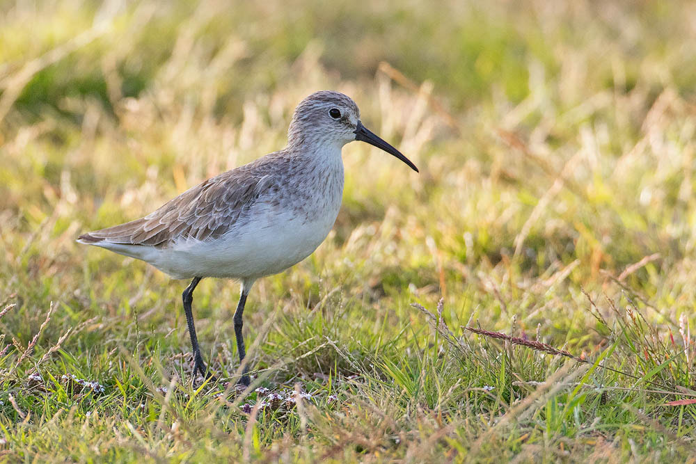 Canon EF 500mm F4L IS USM sample photo. Curlew sandpiper photography