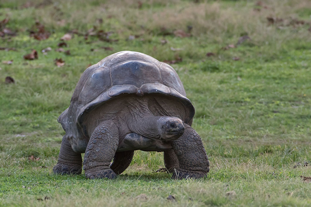 Canon EF 500mm F4L IS USM sample photo. Tortoise photography