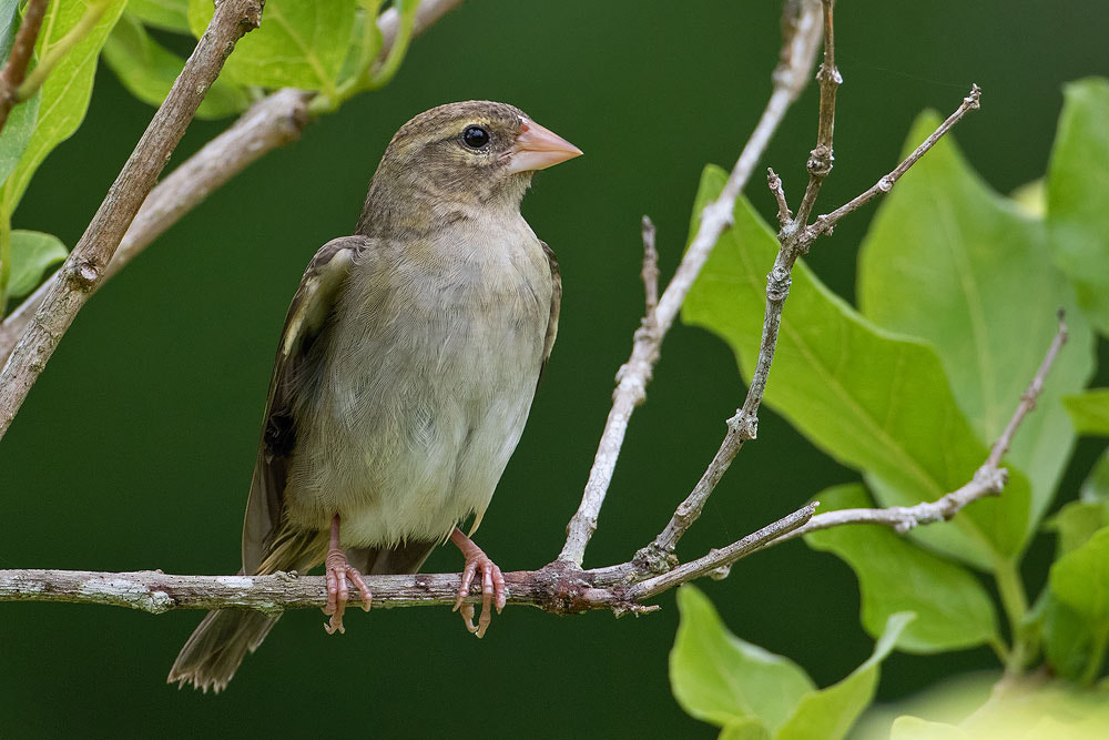 Canon EF 500mm F4L IS USM sample photo. Madagascar fody photography