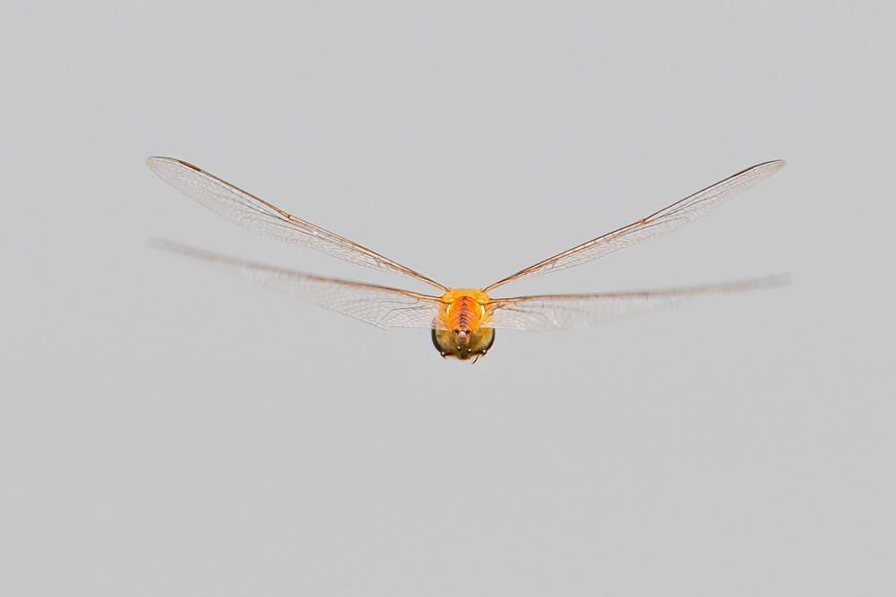 Canon EF 500mm F4L IS USM sample photo. Dragonfly photography