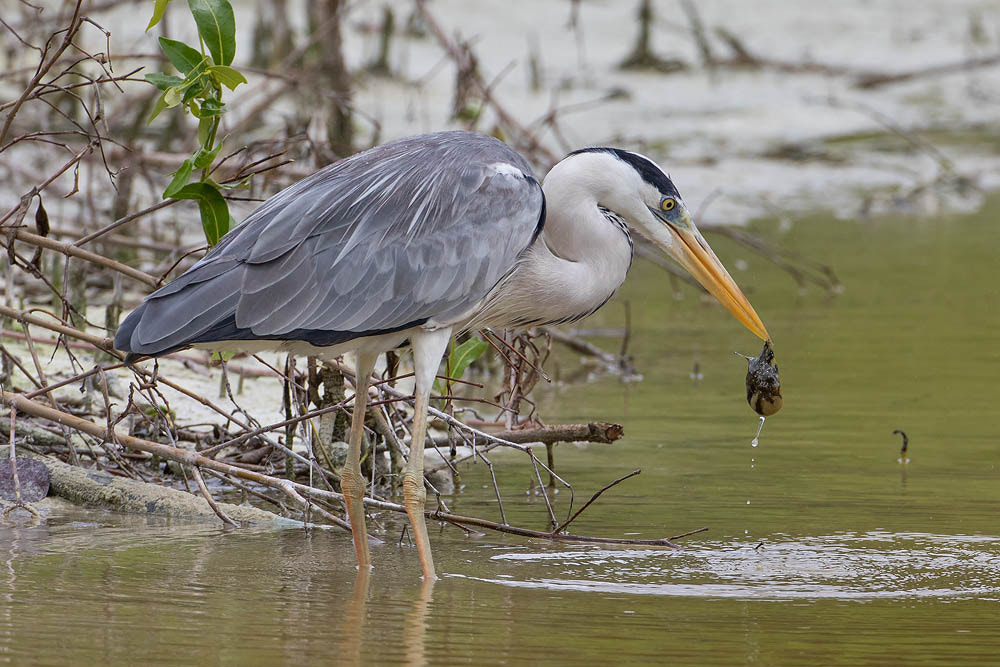 Canon EOS 7D Mark II + Canon EF 500mm F4L IS USM sample photo. Grey heron photography