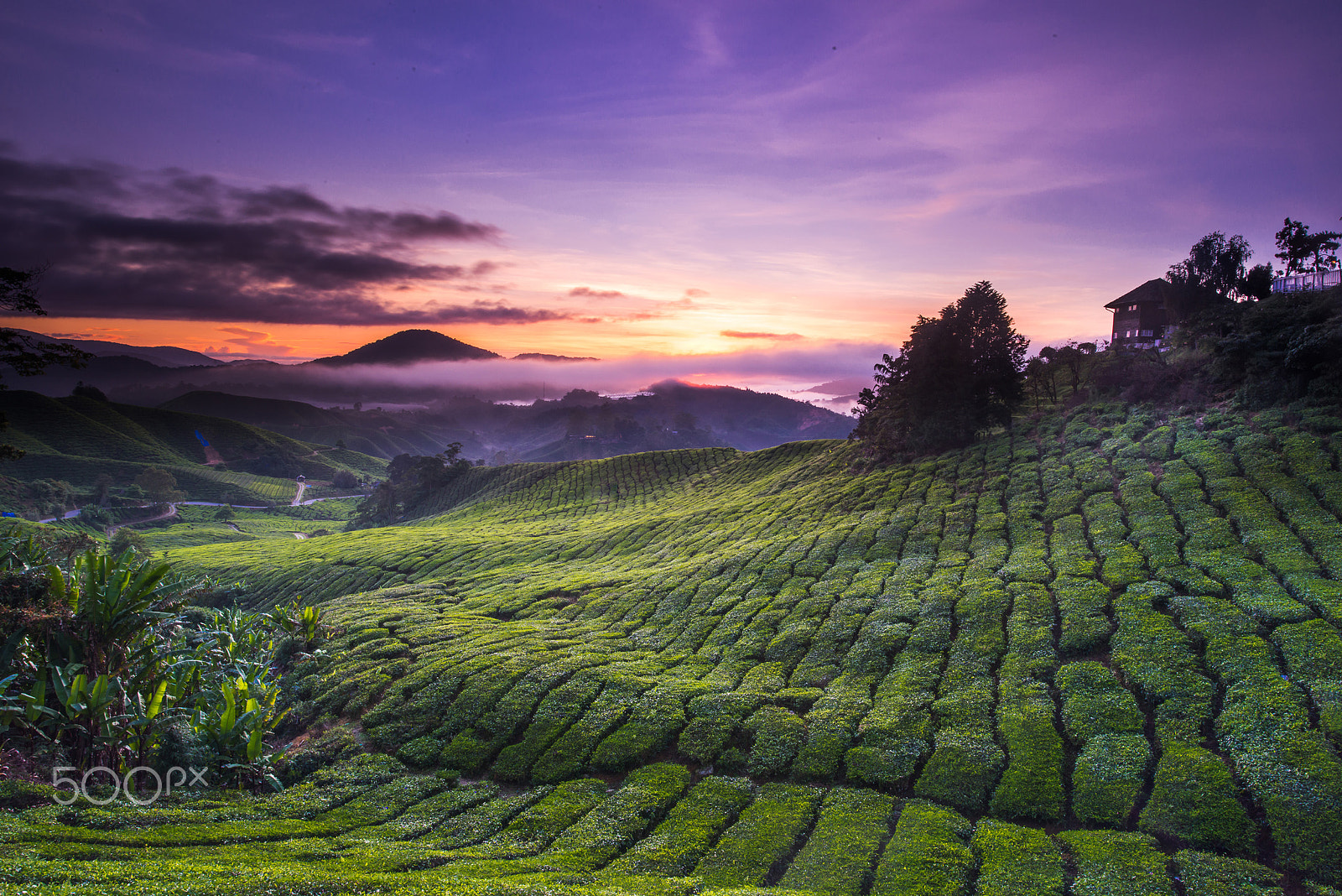 Nikon AF-S Nikkor 14-24mm F2.8G ED sample photo. Sunrise over tea leaves photography