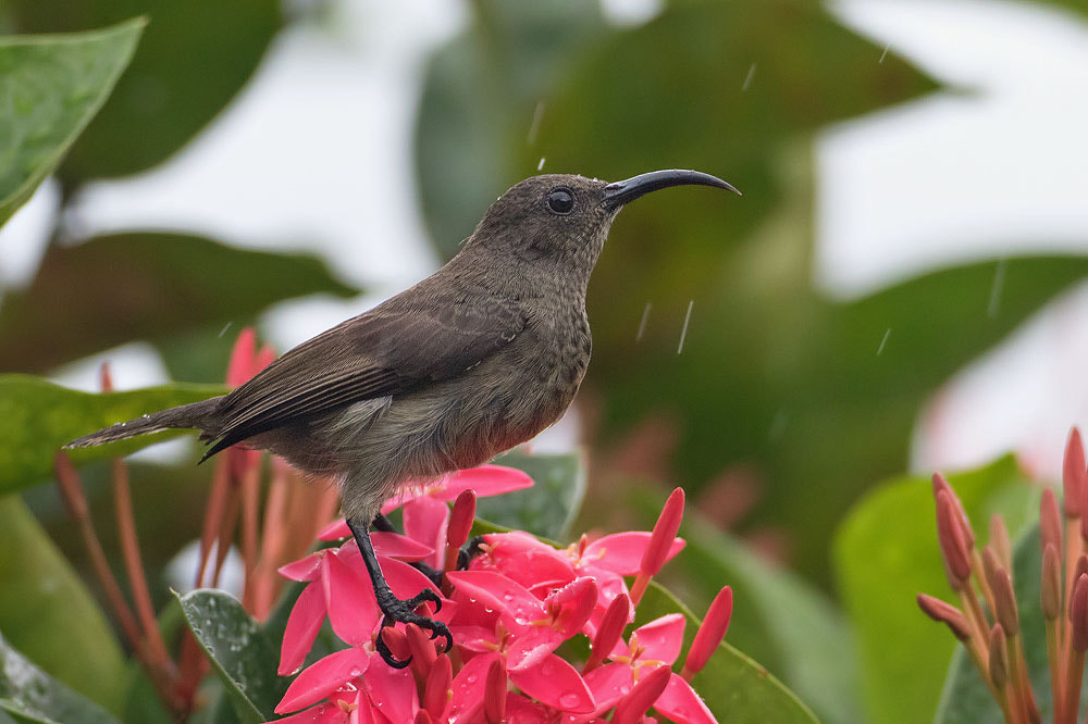 Canon EF 500mm F4L IS USM sample photo. Seychelles sunbird photography