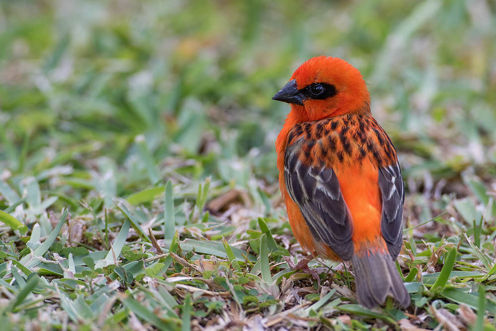 Canon EF 500mm F4L IS USM sample photo. Madagascar fody photography