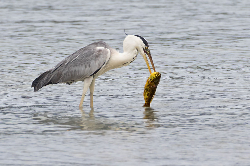 Canon EF 500mm F4L IS USM sample photo. Grey heron photography