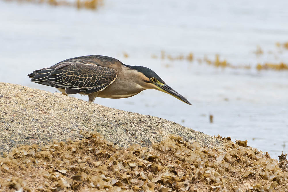 Canon EF 500mm F4L IS USM sample photo. Green-backed heron photography