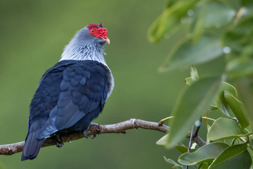 Canon EOS 7D Mark II + Canon EF 500mm F4L IS USM sample photo. Seychelles blue pigeon photography