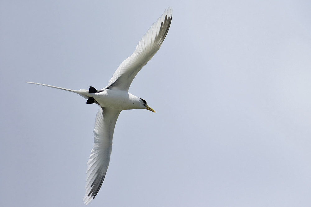 Canon EOS 7D Mark II sample photo. White-tailed tropicbird photography