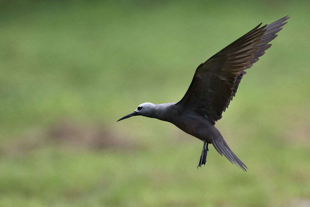 Canon EF 500mm F4L IS USM sample photo. Lesser noddy photography