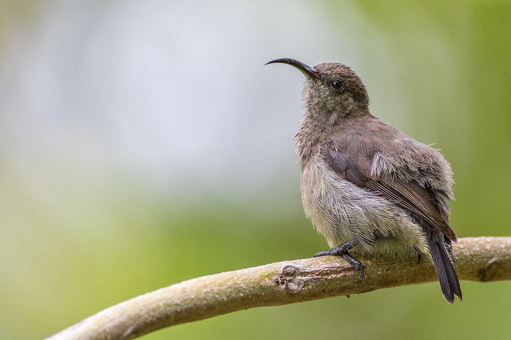 Canon EF 500mm F4L IS USM sample photo. Seychelles sunbird photography