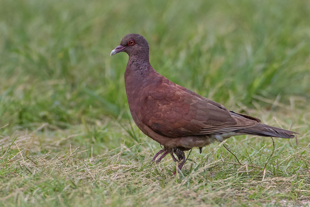 Canon EF 500mm F4L IS USM sample photo. Madagascar turtle dove photography