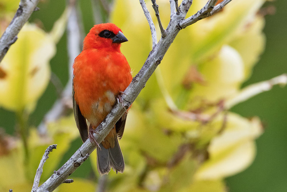 Canon EF 500mm F4L IS USM sample photo. Madagascar fody photography