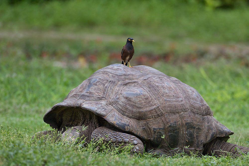 Canon EF 500mm F4L IS USM sample photo. Tortoise, common myna photography