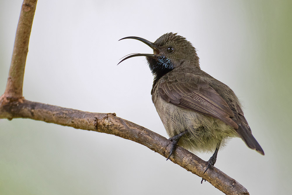 Canon EF 500mm F4L IS USM sample photo. Seychelles sunbird photography