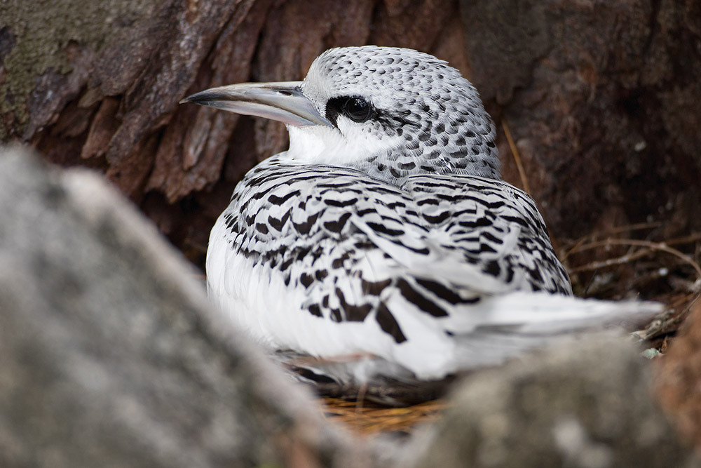 Canon EOS 7D Mark II sample photo. While-tailed tropicbird juv. photography