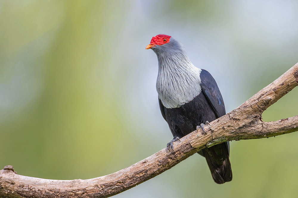 Canon EF 500mm F4L IS USM sample photo. Seychelles blue pigeon photography