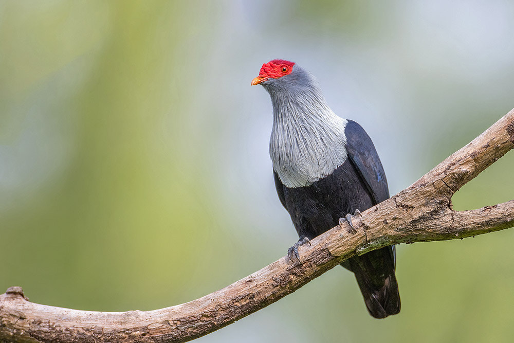 Canon EOS 7D Mark II + Canon EF 500mm F4L IS USM sample photo. Seychelles blue pigeon photography