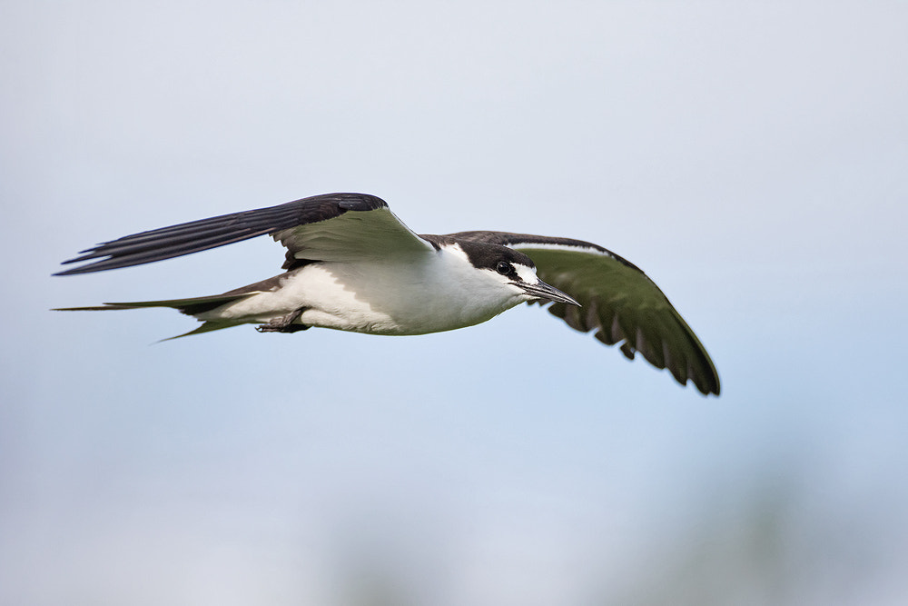 Canon EOS 7D Mark II + Canon EF 500mm F4L IS USM sample photo. Sooty tern photography