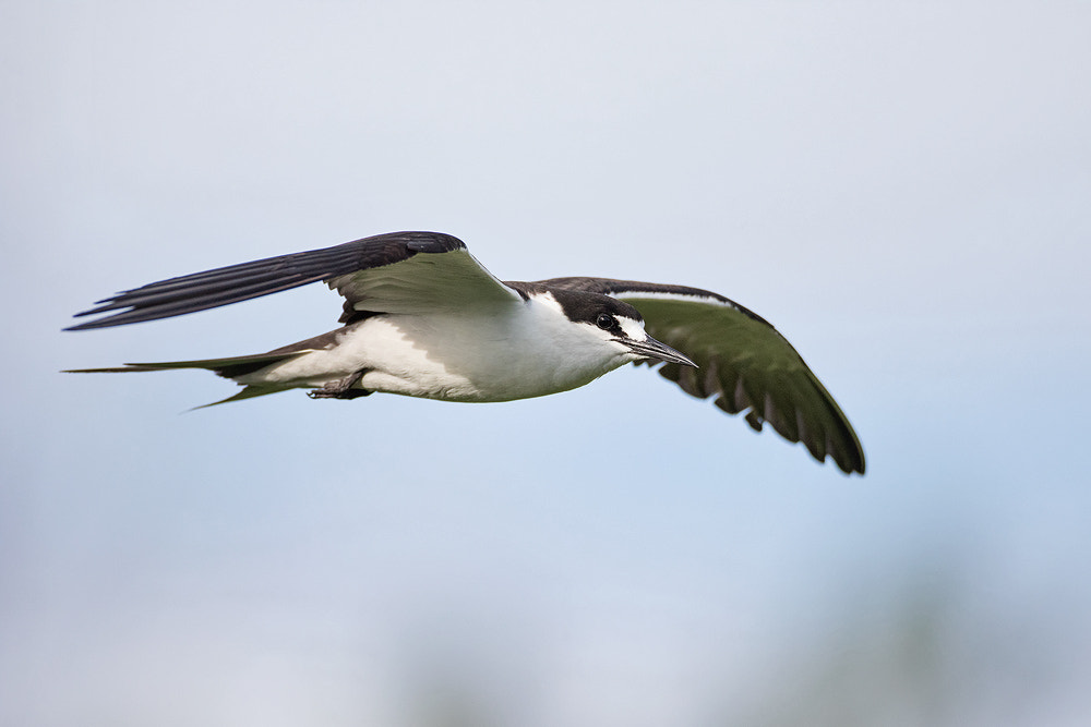 Canon EF 500mm F4L IS USM sample photo. Sooty tern photography