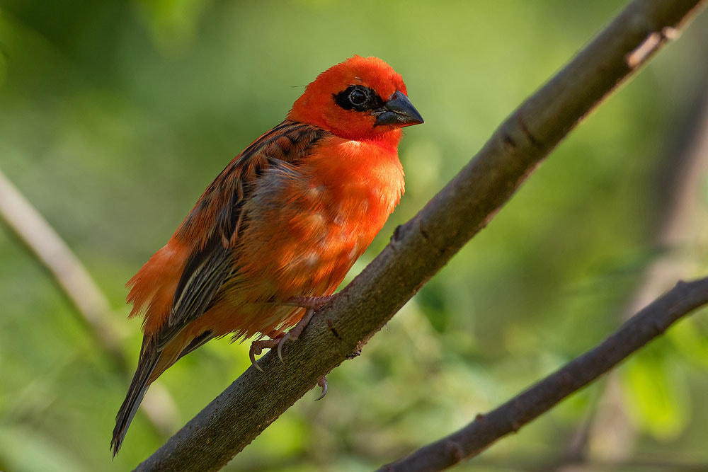 Canon EF 500mm F4L IS USM sample photo. Madagascar fody photography