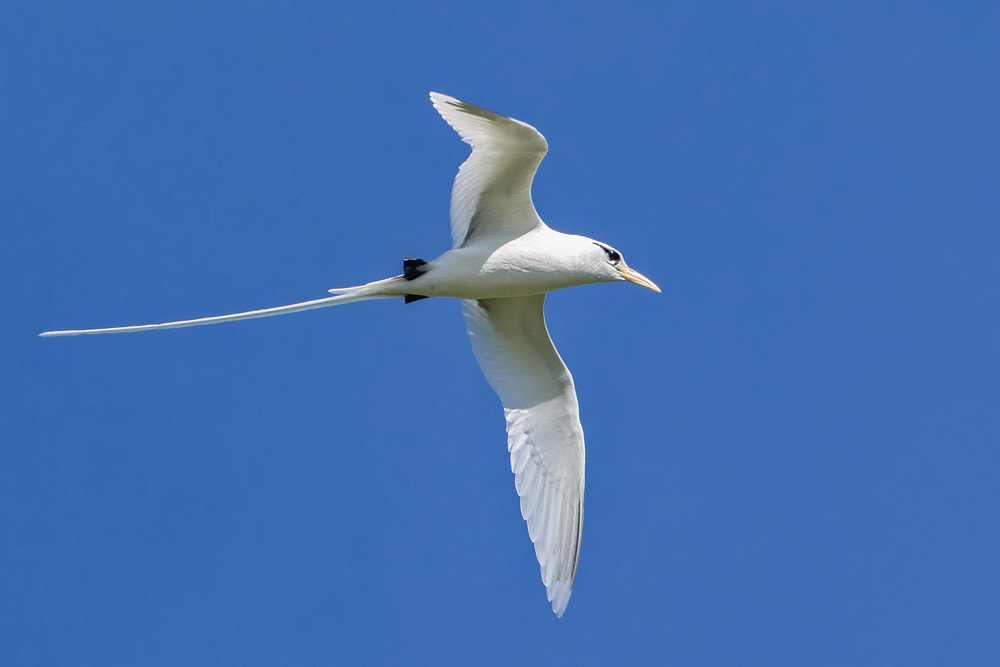 Canon EOS 7D Mark II + Canon EF 500mm F4L IS USM sample photo. White-tailed tropicbird photography
