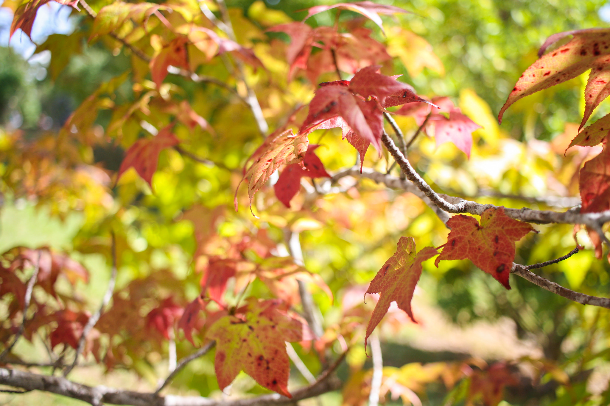Canon EF-S 24mm F2.8 STM sample photo. Bem vindo outono! photography