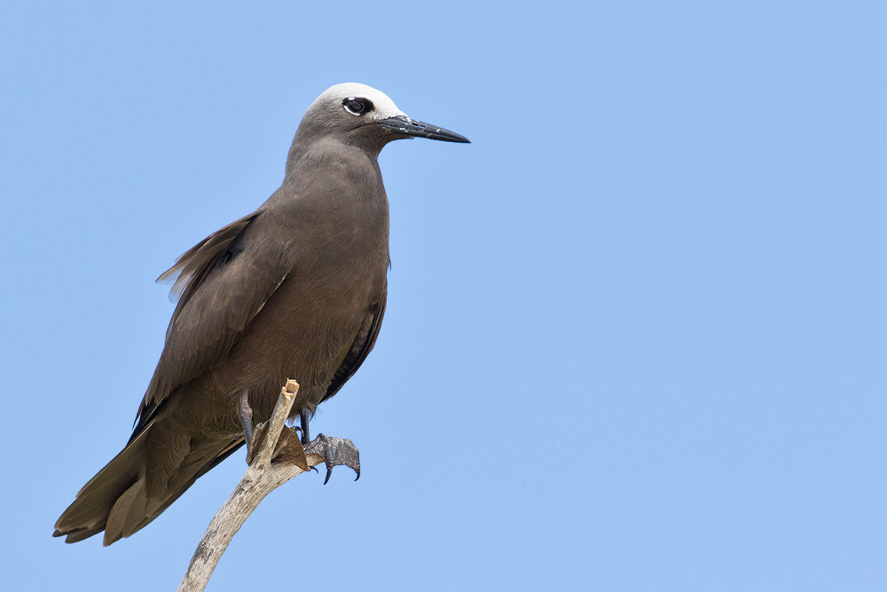 Canon EF 500mm F4L IS USM sample photo. Lesser noddy photography