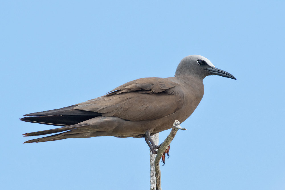 Canon EOS 7D Mark II sample photo. Brown noddy photography