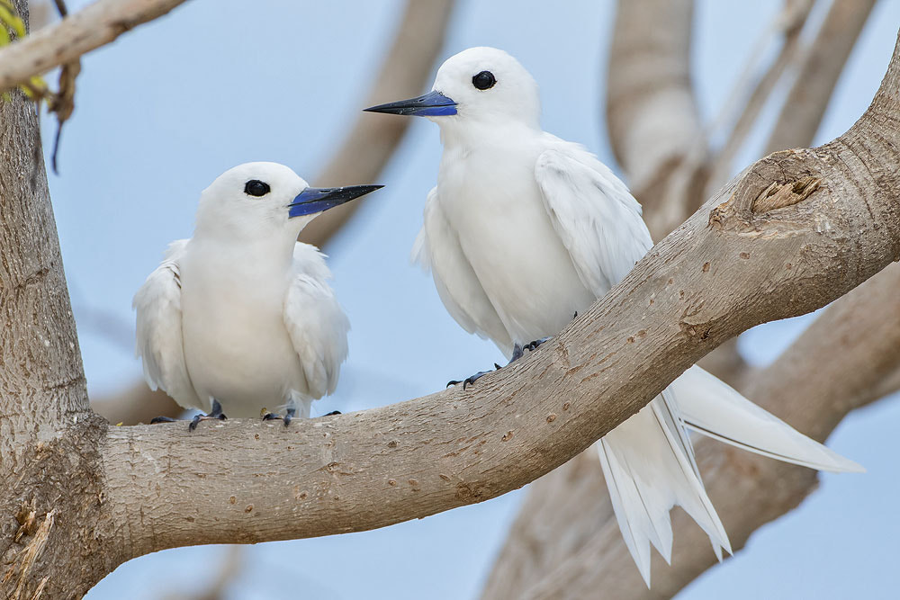 Canon EOS 7D Mark II sample photo. White tern photography