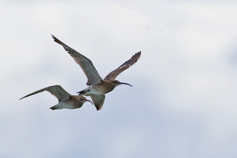 Canon EOS 7D Mark II + Canon EF 500mm F4L IS USM sample photo. Whimbrel photography