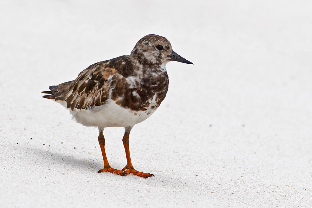 Canon EF 500mm F4L IS USM sample photo. Ruddy turnstone photography