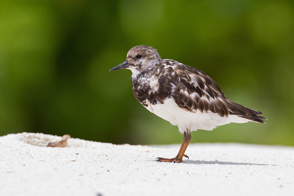 Canon EOS 7D Mark II + Canon EF 500mm F4L IS USM sample photo. Ruddy turnstone photography