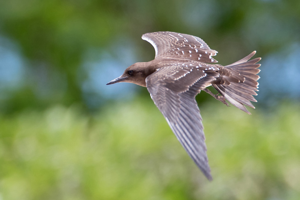Canon EF 500mm F4L IS USM sample photo. Sooty tern photography