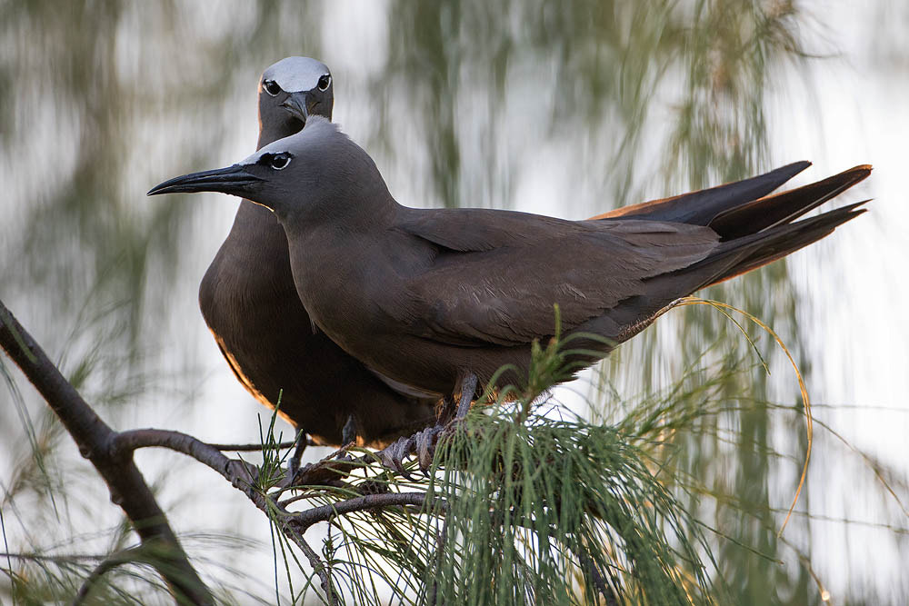 Canon EOS 7D Mark II sample photo. Brown noddy photography