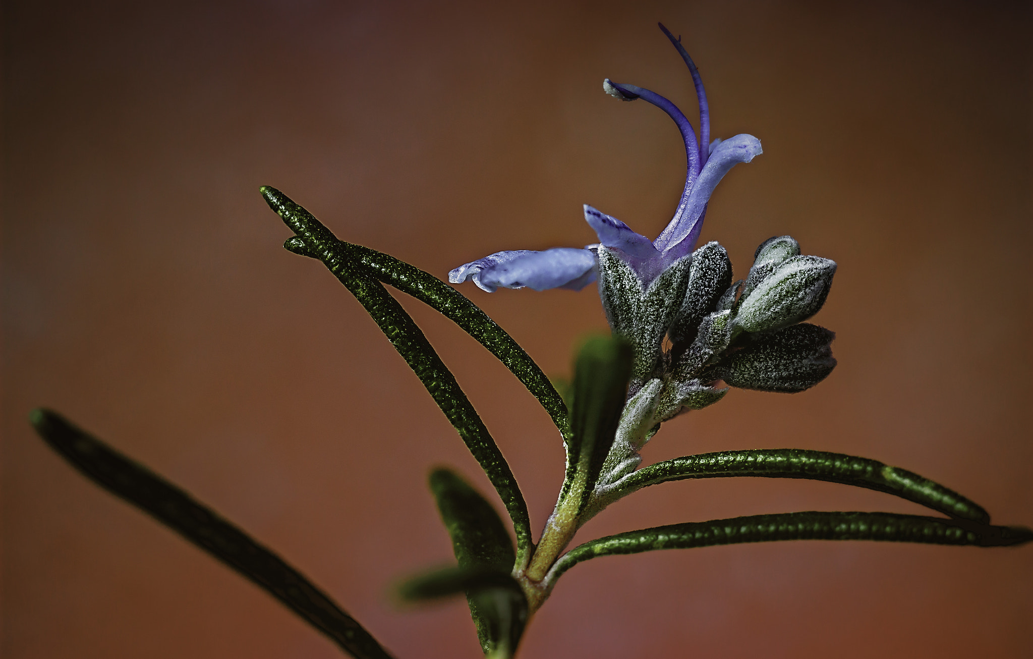 Canon EF 35-80mm f/4-5.6 sample photo. Rosemaryn photography