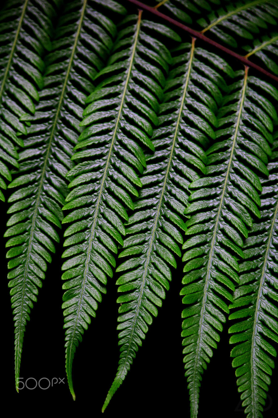 Canon EF-S 55-250mm F4-5.6 IS STM sample photo. Patterned occurences photography