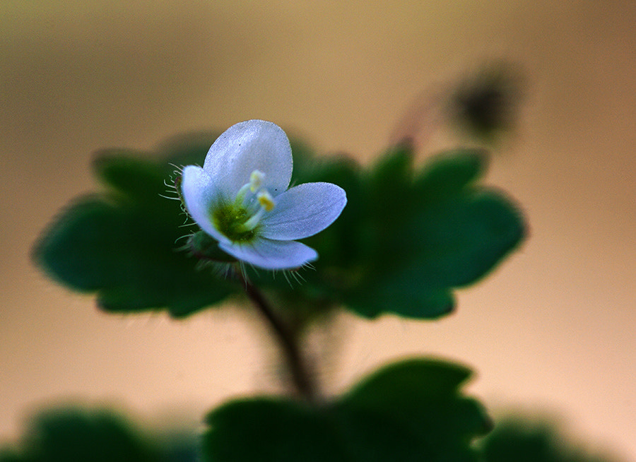 Pentax K20D sample photo. Mini photography