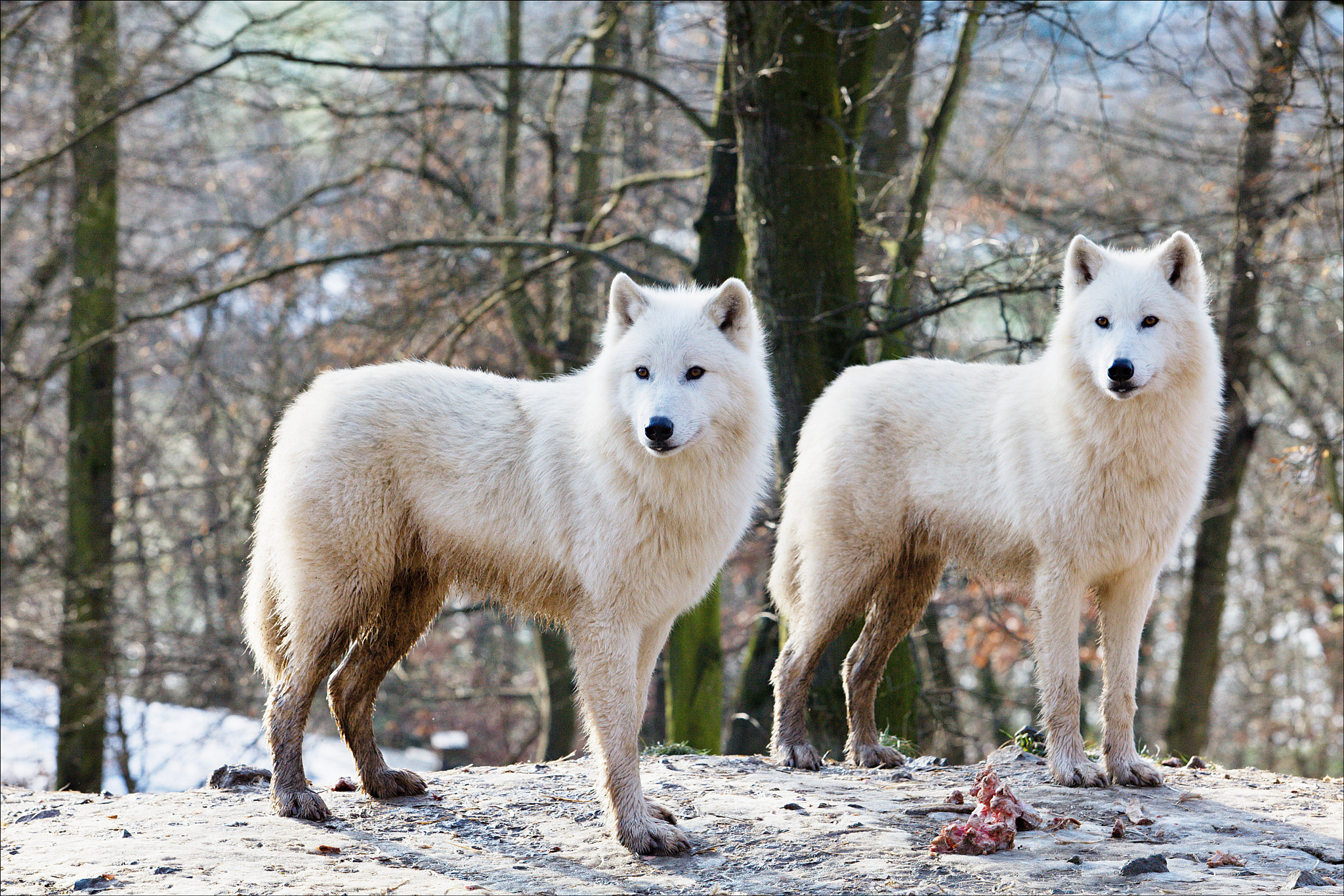 70.00 - 200.00 mm sample photo. Two members of a pack of arctic wolves photography