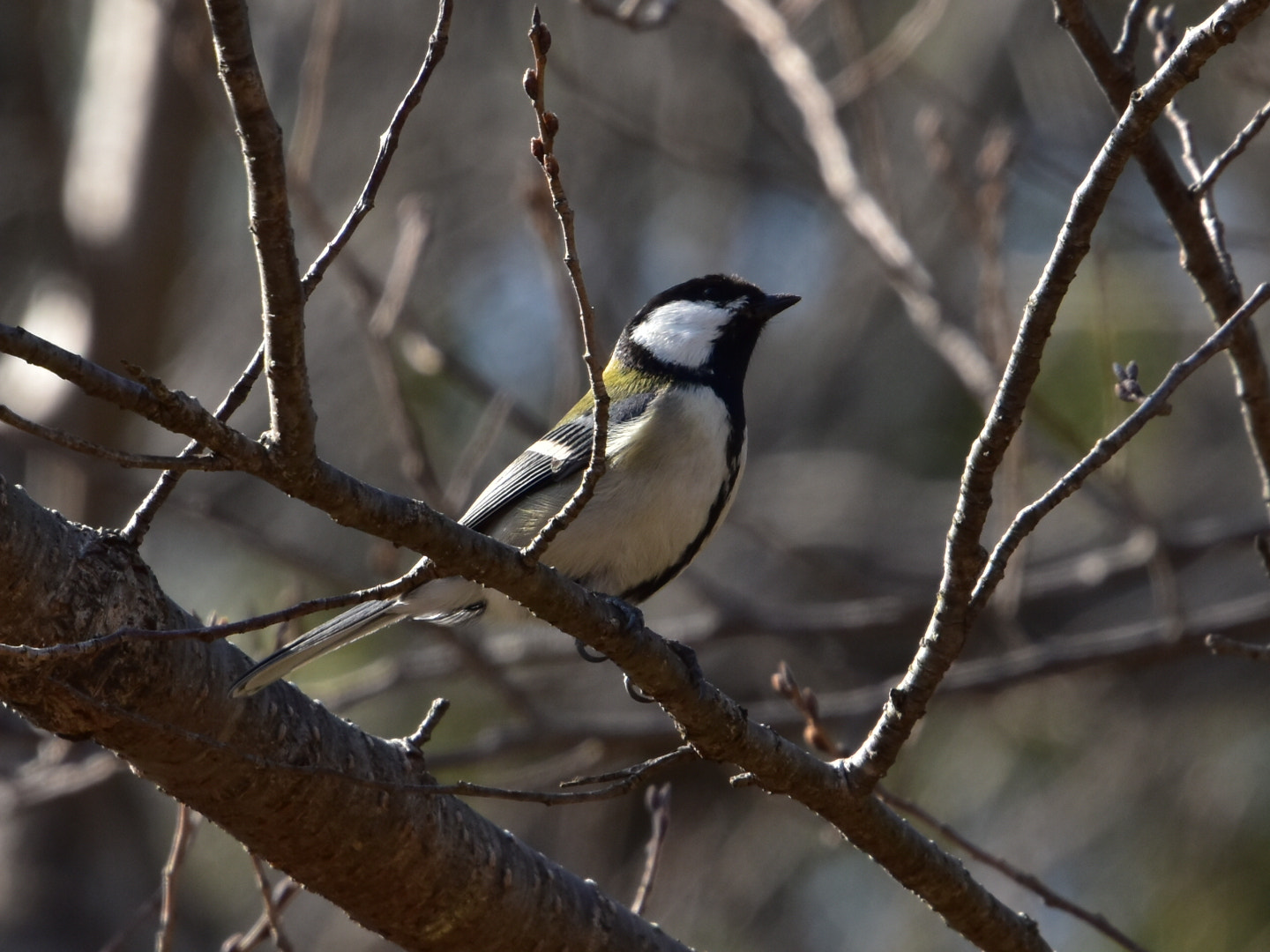 Nikon D5500 sample photo